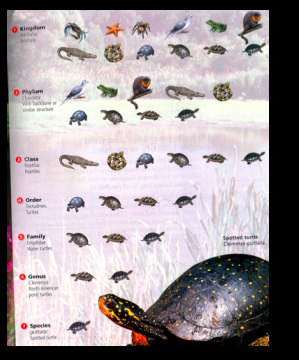 Turtle Classification Chart